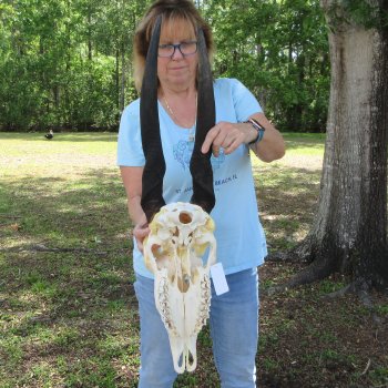 African Female Eland Skull with 25" Horns