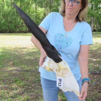 African Female Eland Skull with 25" Horns