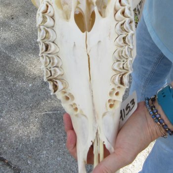 African Female Eland Skull with 25" Horns
