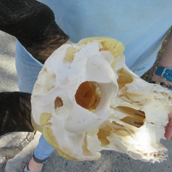 African Female Eland Skull with 25" Horns