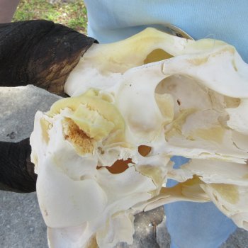 African Female Eland Skull with 25" Horns