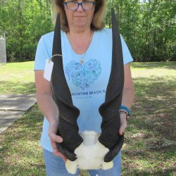 African Male Eland ...