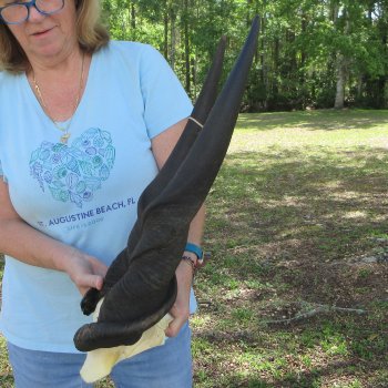 African Male Eland Skull Plate with 30" Horns 