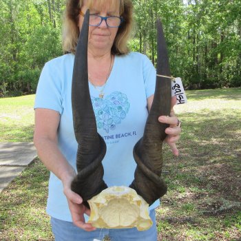 African Male Eland Skull Plate with 30" Horns 