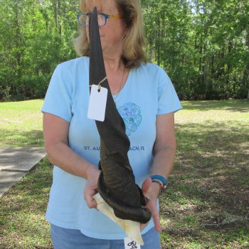 African Male Eland Skull Plate with 30" Horns 