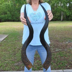 35" Pair of Matching Kudu Horns <font color=red>(NO POST OFFICE (USPS) SHIPPING!!) </font>