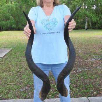 35" Pair of Matching Kudu Horns  (NO POST OFFICE (USPS) SHIPPING!!) 