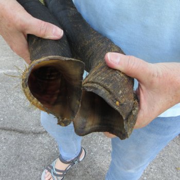 35" Pair of Matching Kudu Horns  (NO POST OFFICE (USPS) SHIPPING!!) 