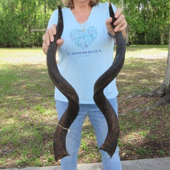 39" Pair of Matching Kudu Horns  (NO POST OFFICE (USPS) SHIPPING!!) 
