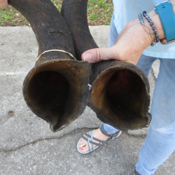 39" Pair of Matching Kudu Horns  (NO POST OFFICE (USPS) SHIPPING!!) 