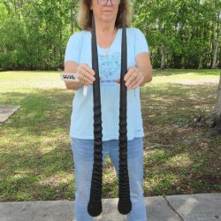 33" Matching Authentic African Gemsbok, Oryx Horns <font color=red>(NO POST OFFICE (USPS) SHIPPING!!) </font>