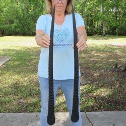 33" Matching Authentic African Gemsbok, Oryx Horns <font color=red>(NO POST OFFICE (USPS) SHIPPING!!) </font>