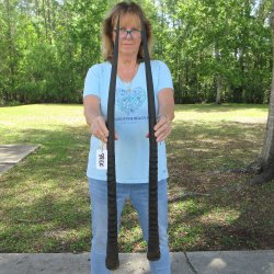 40" B-Grade Matching Authentic African Gemsbok, Oryx Horns <font color=red>(NO POST OFFICE (USPS) SHIPPING!!) </font>