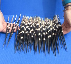 Fifty Thick African Porcupine Quills 10" to 11-1/2"