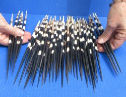 Fifty Thick African Porcupine Quills 10" to 11"