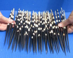 Fifty Thick African Porcupine Quills 10" to 11"