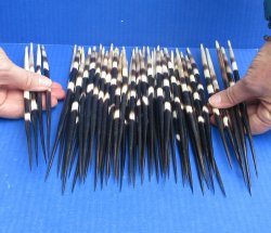 Fifty Thick African Porcupine Quills 9-1/2" to 10-1/4"
