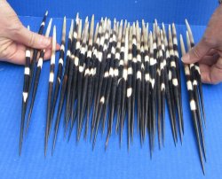 Fifty Thick African Porcupine Quills 9" to 11"