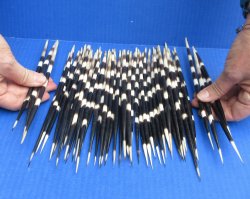 Fifty Thick African Porcupine Quills 8-1/2" to 9-1/2"