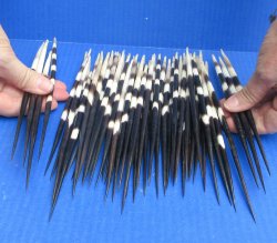 Fifty Thick African Porcupine Quills 8-1/2" to 9-1/2"