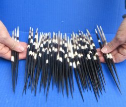 Fifty Thick African Porcupine Quills 8-1/2" to 9-1/2"