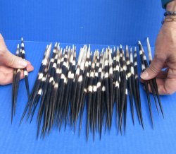 Fifty Thick African Porcupine Quills 8-1/2" to 9-1/2"