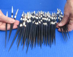 Fifty Thick African Porcupine Quills 8-1/2" to 9-1/2"