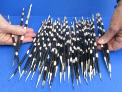 Fifty Thick African Porcupine Quills 9-1/2" to 10-1/4"