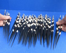 Fifty Thick African Porcupine Quills 8-1/2" to 9-1/2"