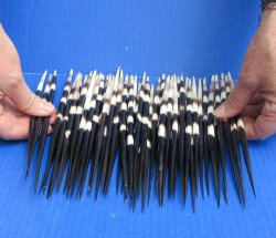 Fifty Thick African Porcupine Quills 8-1/2" to 9-1/2"