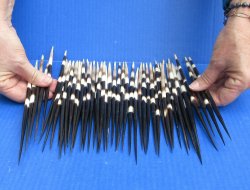Fifty Thick African Porcupine Quills 8-1/2" to 9-1/2"