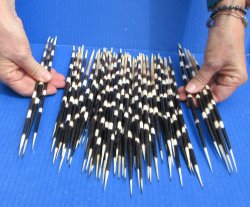 Fifty Thick African Porcupine Quills 9" to 12"