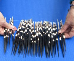 Fifty Thick African Porcupine Quills 9-1/2" to 10-1/4"