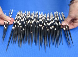 Fifty Thick African Porcupine Quills 9-1/2" to 10-1/4"