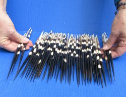Fifty Thick African Porcupine Quills 9-1/2" to 10-1/4"