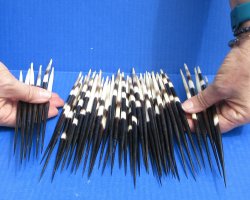 Fifty Thick African Porcupine Quills 8" to 8-1/2"
