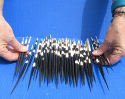 Fifty Thick African Porcupine Quills 8" to 8-1/2"