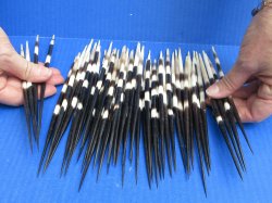 Fifty Thick African Porcupine Quills 8" to 8-1/2"