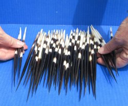 Fifty Thick African Porcupine Quills 8" to 8-1/2"