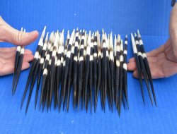 Fifty Thick African Porcupine Quills 8" to 8-1/2"