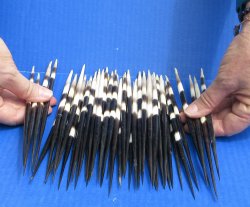 Fifty Thick African Porcupine Quills 8" to 8-1/2"