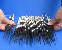 Fifty Thick African Porcupine Quills 8" to 8-1/2"