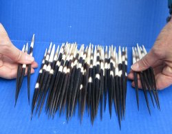 Fifty Thick African Porcupine Quills 8" to 8-1/2"
