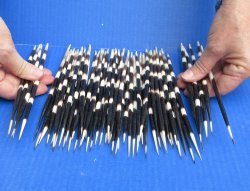 Fifty Thick African Porcupine Quills 8" to 8-1/2"