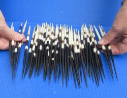 Fifty Thick African Porcupine Quills 8" to 8-1/2"