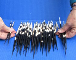 Fifty Thick African Porcupine Quills 8" to 8-1/2"