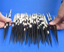 Fifty Thick African Porcupine Quills 8" to 8-1/2"