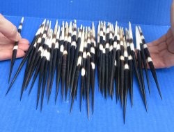 Fifty Thick African Porcupine Quills 8" to 8-1/2"