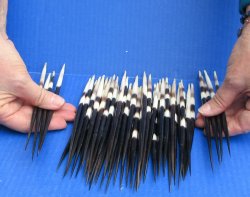 Fifty Thick African Porcupine Quills 8" to 8-1/2"