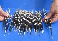 Fifty Thick African Porcupine Quills 8" to 9"